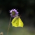 Brimstone butterfly